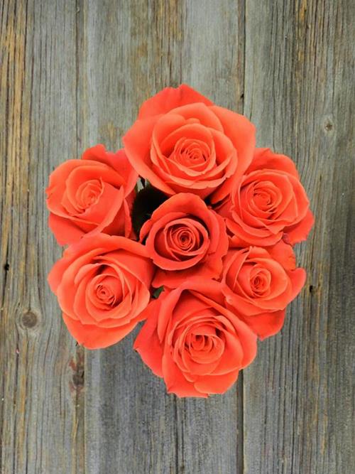 Wholesale Cayenne Orange Roses Delivered Online FlowerFarm